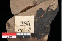 Foto (Detailansicht) von Pinus goethana Unger (NHMW-GEO-2024-0188-0285)